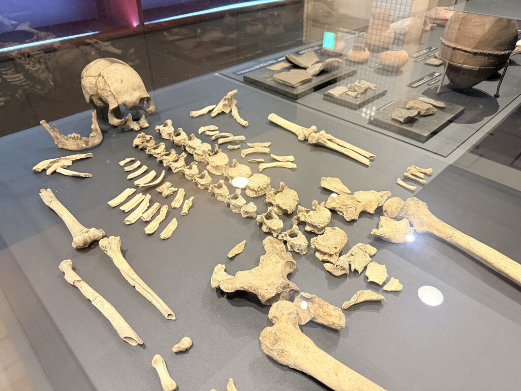 東京大学総合研究博物館