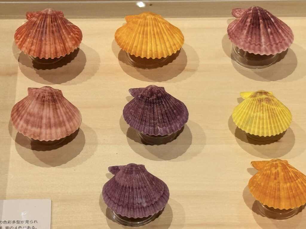 東京大学総合研究博物館